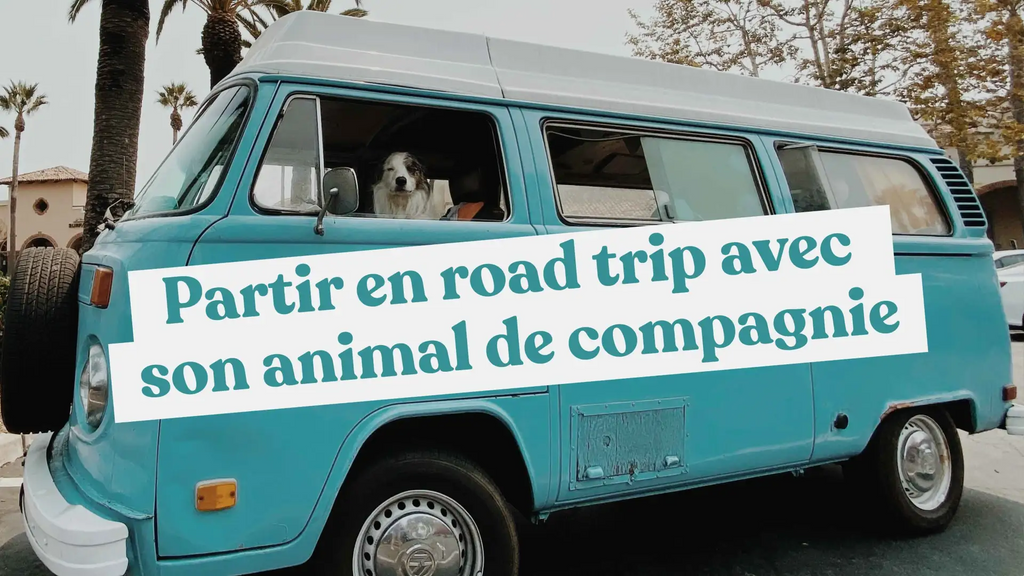 Blog - Partir en road trip avec un chien ou un chat